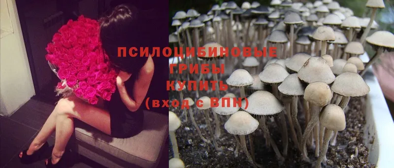 МЕГА ССЫЛКА  где купить наркоту  Гуково  Галлюциногенные грибы Psilocybine cubensis 